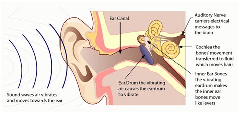 Which Ear Hears Music Better: A Delicate Discussion on Auditory Perception